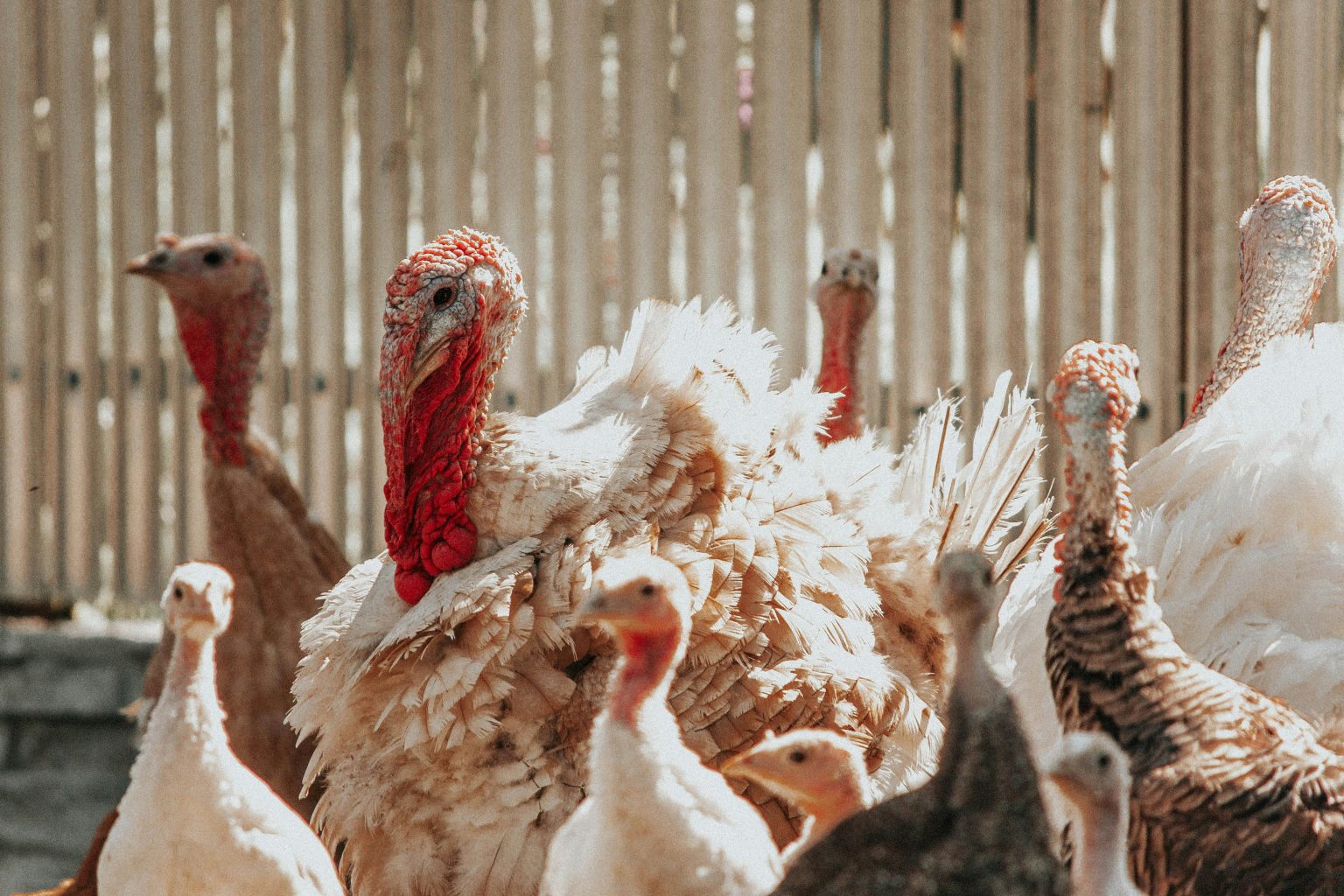 Secondary Infections in Viral Outbreaks: Using Antibiotics to Protect Turkey Flocks from Opportunistic Bacteria