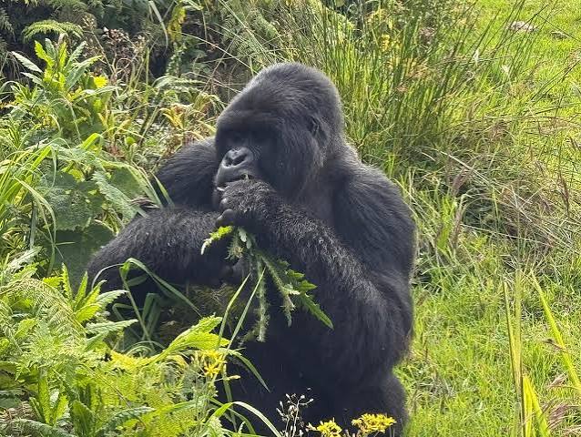 Gorilla Safaris in Rwanda and Uganda: Treks, Self-Drive Routes and Cross-Border Travel